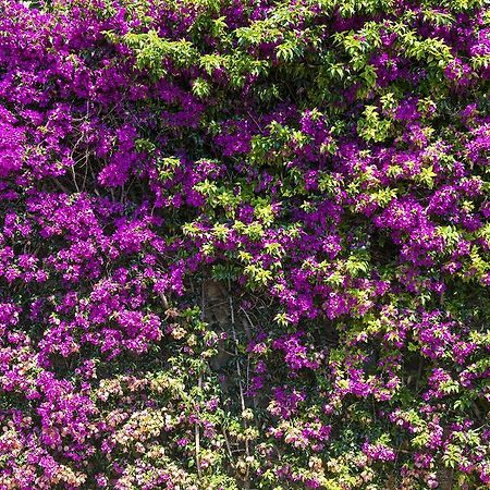 B&B Renalù Verbania Esterno foto